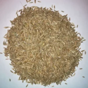 Annual Ryegrass - Pet Home | The Perfect Pet Supplies Shopping Experience