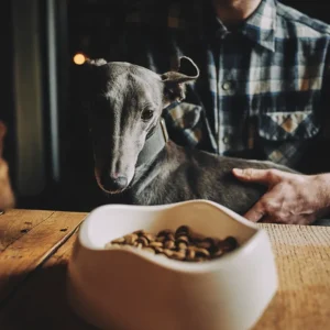 Beco Bamboo Pet Bowls - Pet Home | The Perfect Pet Supplies Shopping Experience