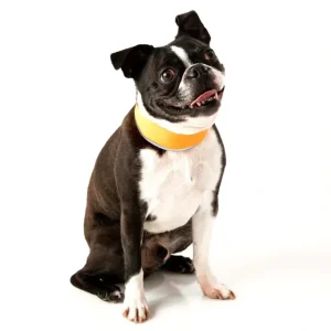 Cooler Dog - High-Vis Cooling Collar - Pet Home | The Perfect Pet Supplies Shopping Experience