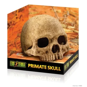 Best Sale Exo Terra Primate Skull / Secure Hiding Place - Pet Home | The Perfect Pet Supplies Shopping Experience Shop All