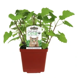 Sale Freeman Herbs, Organic Catnip - Pet Home | The Perfect Pet Supplies Shopping Experience Pet Toys