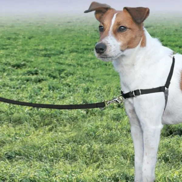 Flash Sale Gentle Leader Harness With Front Leash Attachment Small/Medium - Black - Pet Home | The Perfect Pet Supplies Shopping Experience Pet Toys