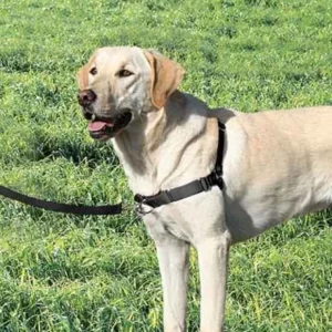New Gentle Leader Harness With Front Leash Attachment XLarge - Pet Home | The Perfect Pet Supplies Shopping Experience Pet Toys