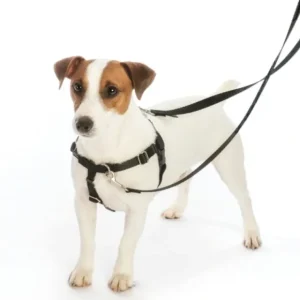 2 Hounds Design - Freedom No-Pull Dog Harness - Pet Home | The Perfect Pet Supplies Shopping Experience
