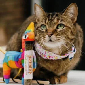 Hot Meowijuana Get Smashed Refillable Llama Piata Catnip Cat Toy - Pet Home | The Perfect Pet Supplies Shopping Experience Pet Toys