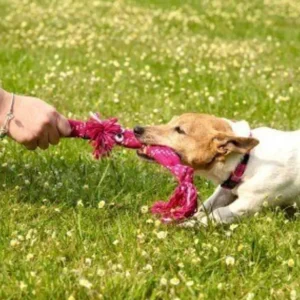 Rogz Scrubz : Small Dog Toy - Pet Home | The Perfect Pet Supplies Shopping Experience