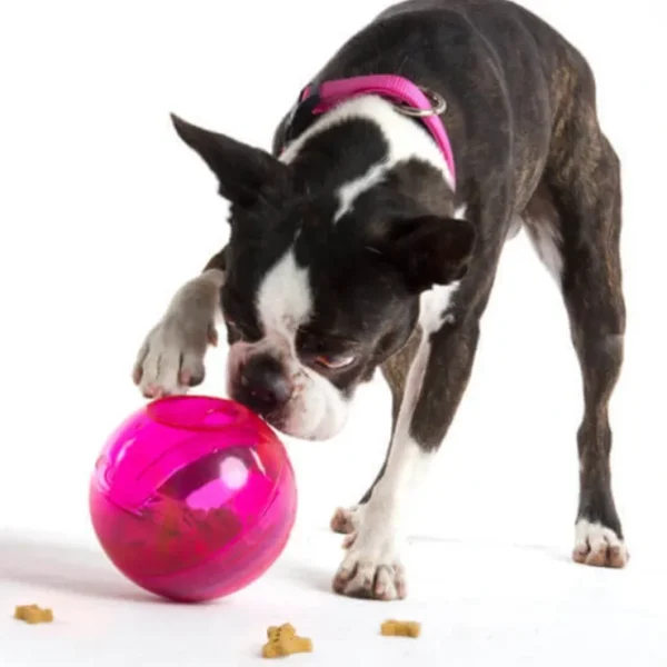 Rogz Tumbler Treat Dispenser Toy - Pet Home | The Perfect Pet Supplies Shopping Experience