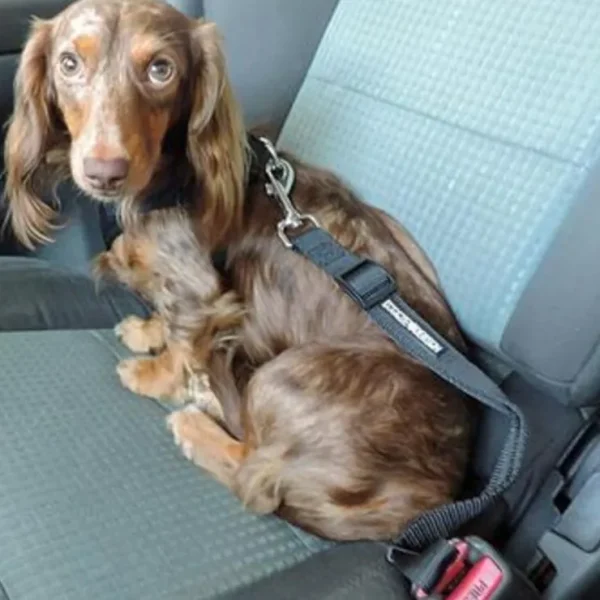 Seat Belt Strap Dog Car Leash from Doggie Design - Pet Home | The Perfect Pet Supplies Shopping Experience