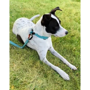 Sleepypod Locking Martingale Collar - Pet Home | The Perfect Pet Supplies Shopping Experience