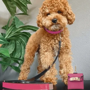 The Bella: Handcrafted Pet Leash - Pet Home | The Perfect Pet Supplies Shopping Experience