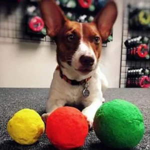 Wacky Wunderball Assorted Color - Pet Home | The Perfect Pet Supplies Shopping Experience