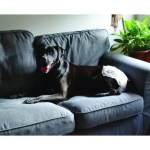 Zeez Disposable Diapers - Pet Home | The Perfect Pet Supplies Shopping Experience